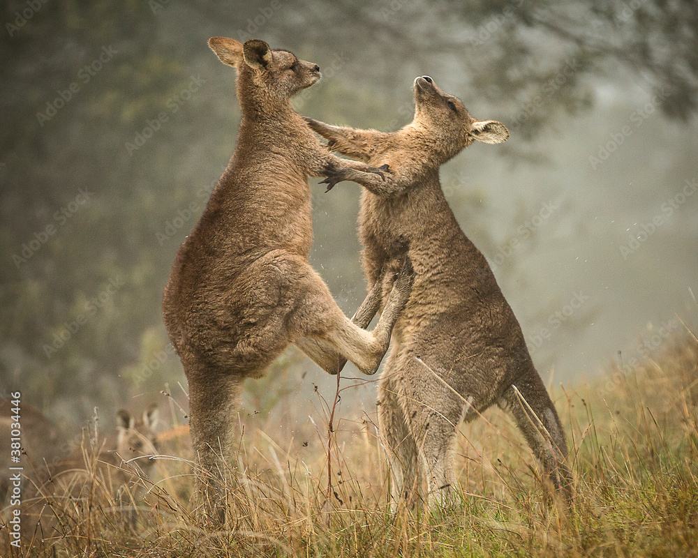 Fotografía Kangaroos Boxing 2
