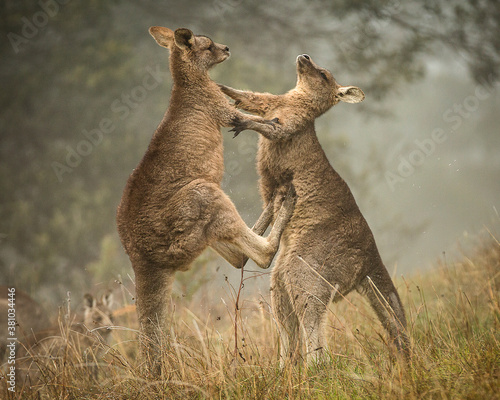 Vászonkép Kangaroos Boxing 2
