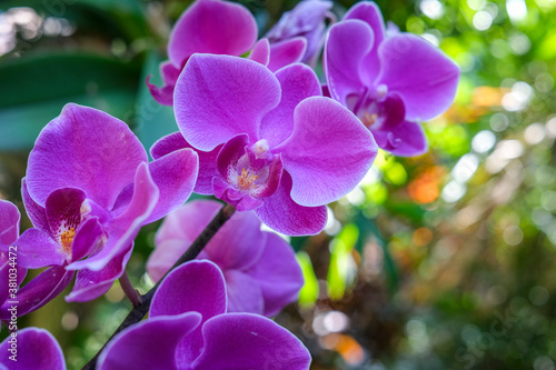 Phalaenopsis Orchid commonly known as the moth orchids  purple flowers