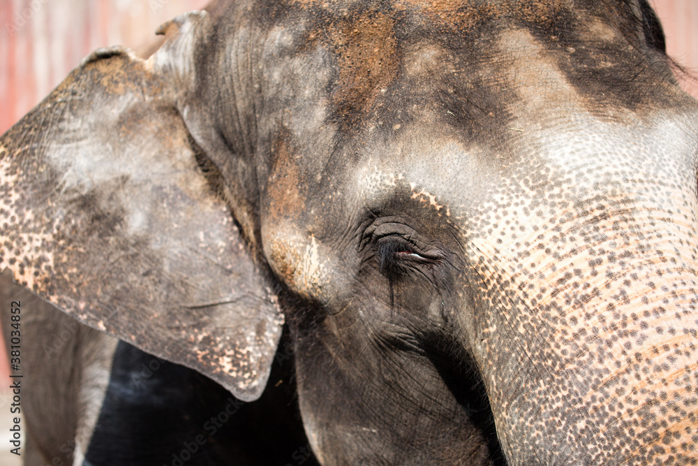 Φωτογραφία Asian female elephants beg for food at a zoo in Liaoning, China