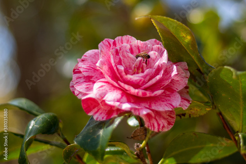 Japanese Camellia Flower Fototapeta