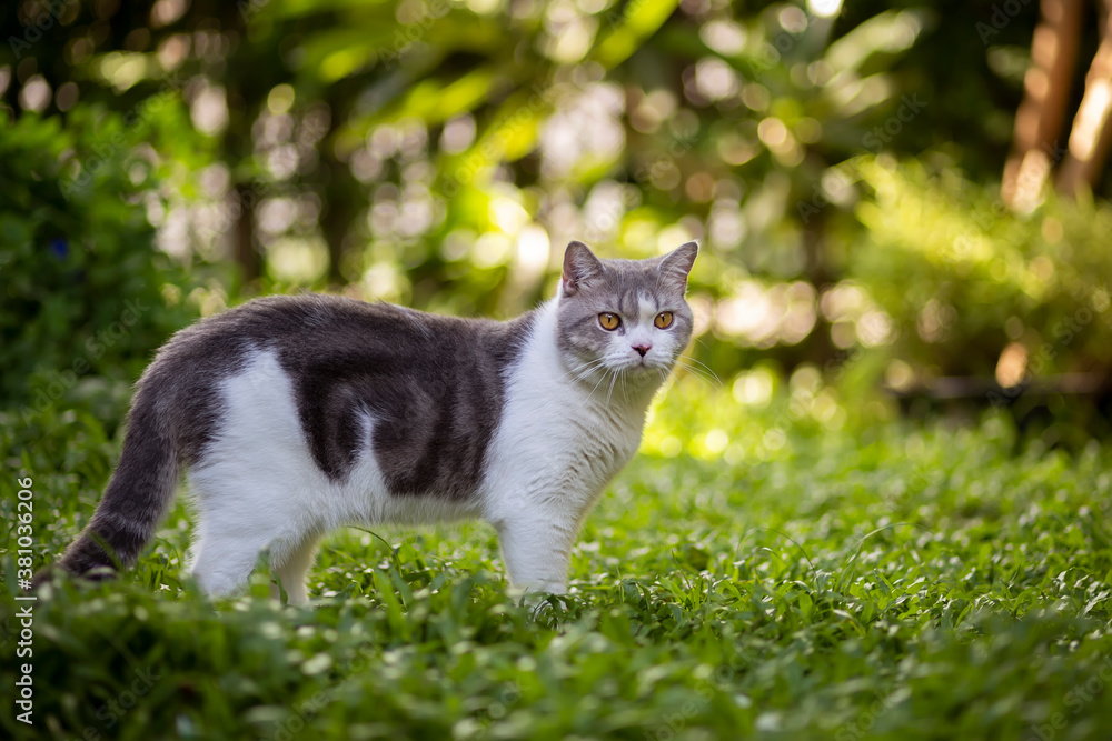 Scottish fold cat are standing in the garden with green grass. White kitten are looking something with blurred of green background in the morning. Scottish fold cat are standing in the garden with green grass. White kitten are looking something with blurred of green background in the morning.