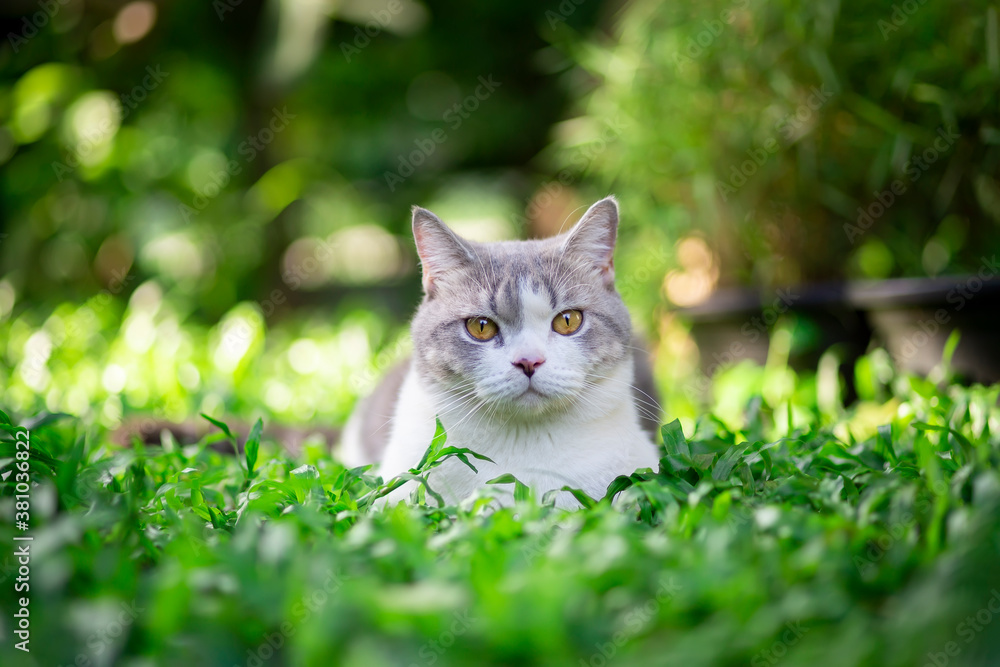 Scottish fold cat are sitting in the garden with green grass. White kitten are looking camera with blurred of green background in the morning.