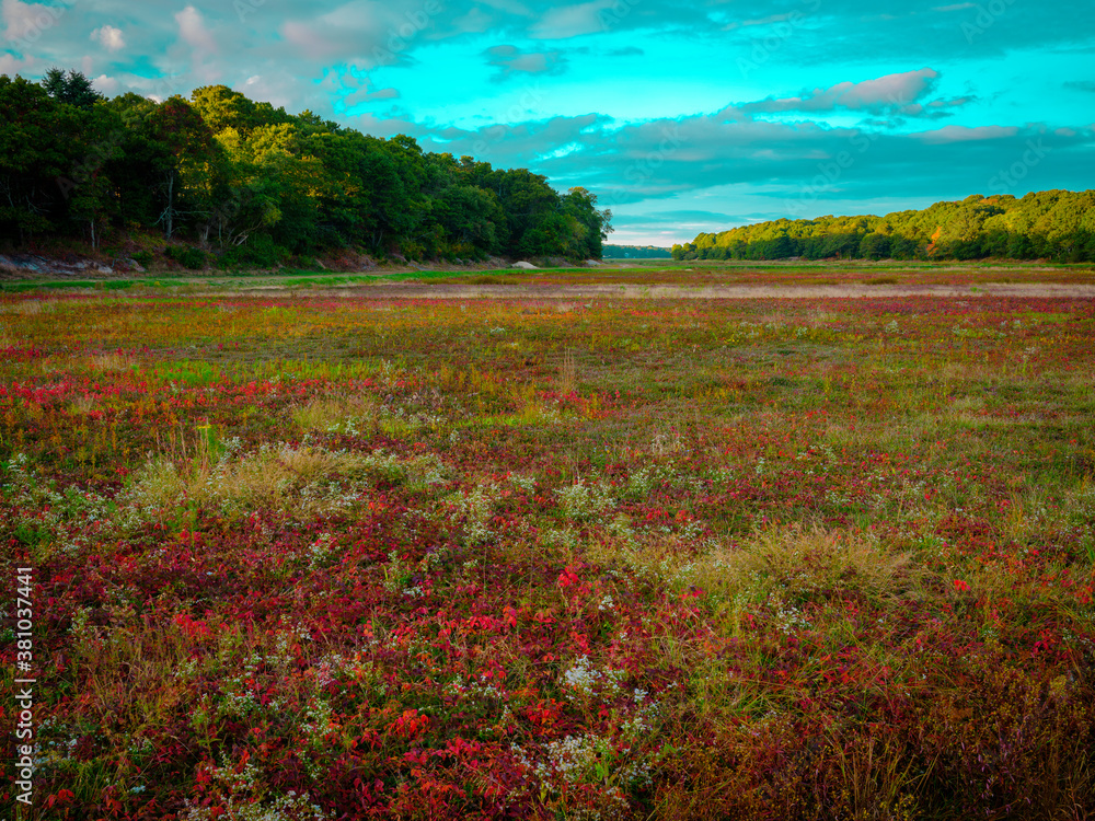 Peaceful cranberry bog landscape in the autumn on Cape Cod in Massachusetts