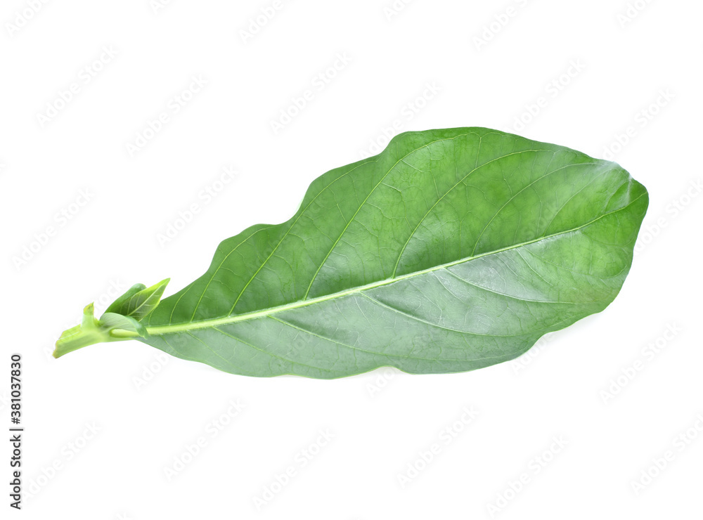 Obraz premium Morinda citrifolia leaf, isolated on white