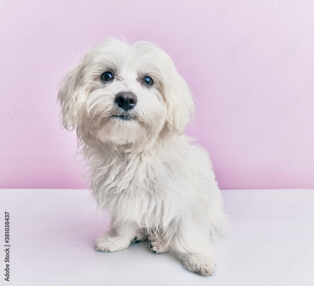 Adorable dog over isolated pink background. Adorable dog over isolated pink background.