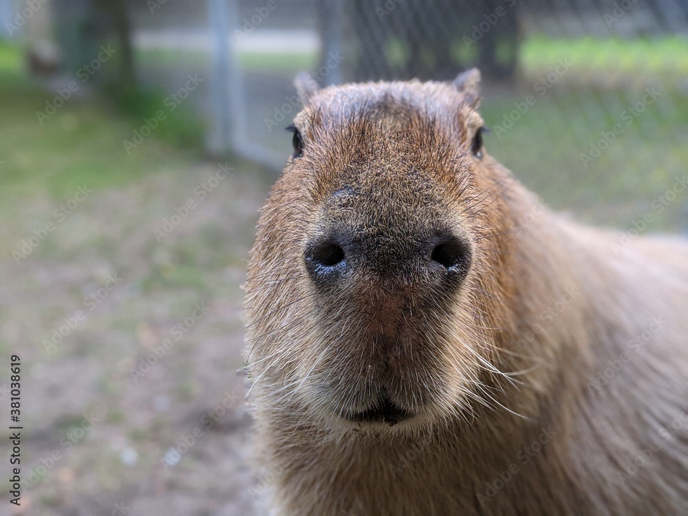Capybara extreme close up of face and snout looking at the camera Capybara extreme close up of face and snout looking at the camera