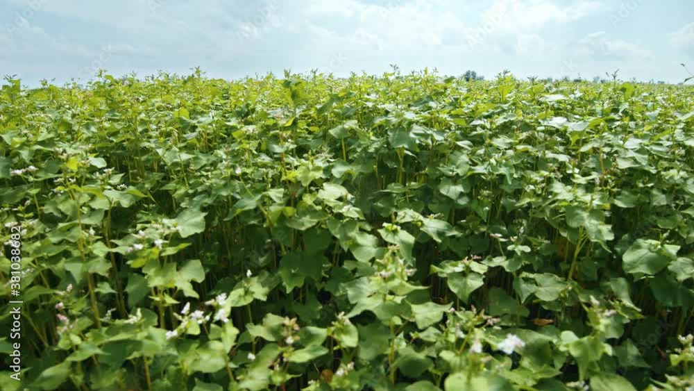 Rows of natural beautiful green plants of buckwheat under bright morning sunlight. Growing potatoes. Agriculture and agronomy. Organic cultivation. Field. Rows of natural beautiful green plants of buckwheat under bright morning sunlight. Growing potatoes. Agriculture and agronomy. Organic cultivation. Field.