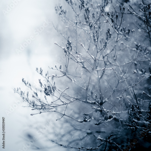 closeup snow covered branches © Salam