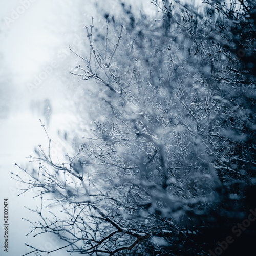 closeup snow covered branches with person silhouette in background