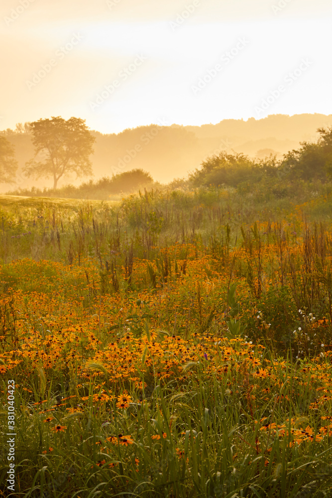 Wild field covered with yellow-orange flowers at sunrise with lots of fog and dew