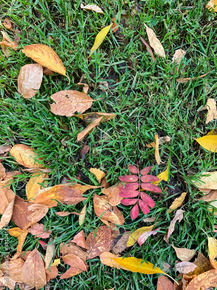 Autumn orange leaves on green grass. Fall. Natural background. Autumn orange leaves on green grass. Fall. Natural background.