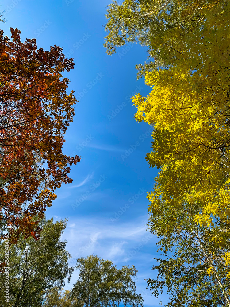 Fototapeta premium Autumn forest and blue sky in a sunny day. red and yellow trees. Autumn rowan. Templates for quotes