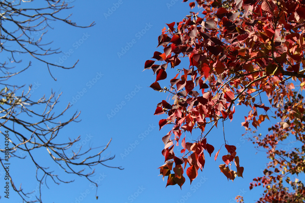 Lonesome red ginkgo tree and withered branches during spring Lonesome red ginkgo tree and withered branches during spring
