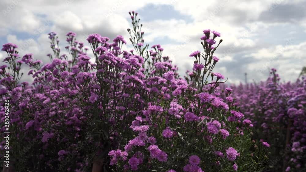 Blossom Violet Margaret Flower against cloudy sky Blossom Violet Margaret Flower against cloudy sky