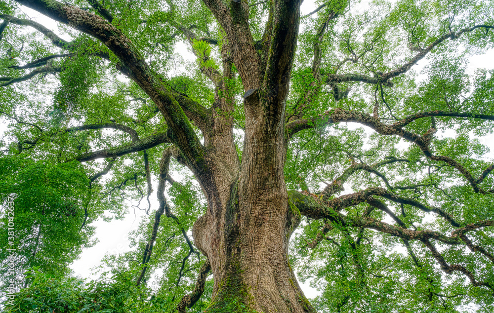 Fototapeta premium banyan trees up to the sky