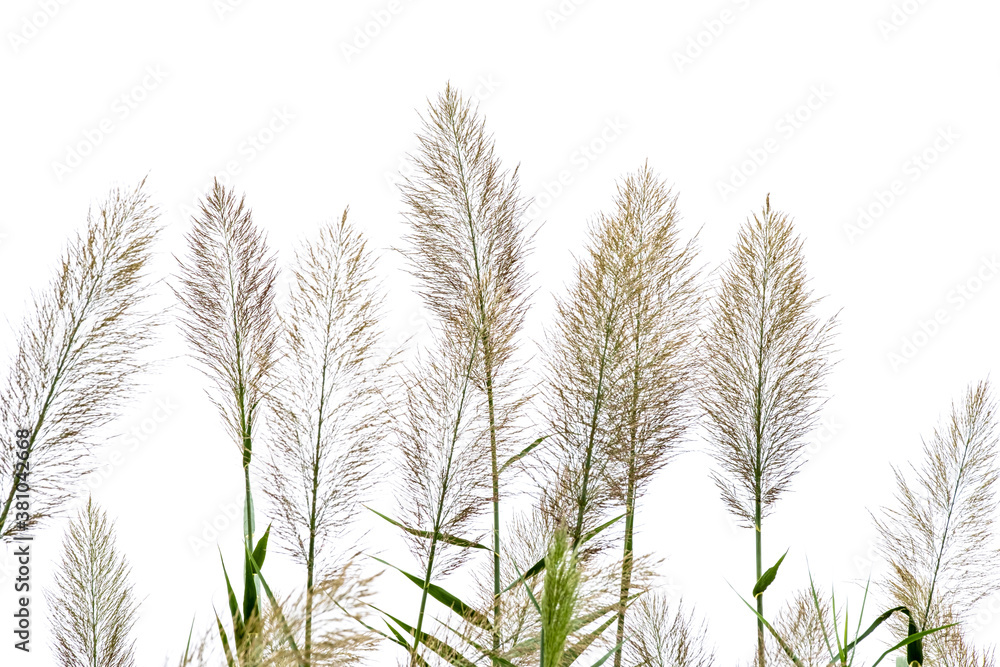 isolated reed on white background isolated reed on white background