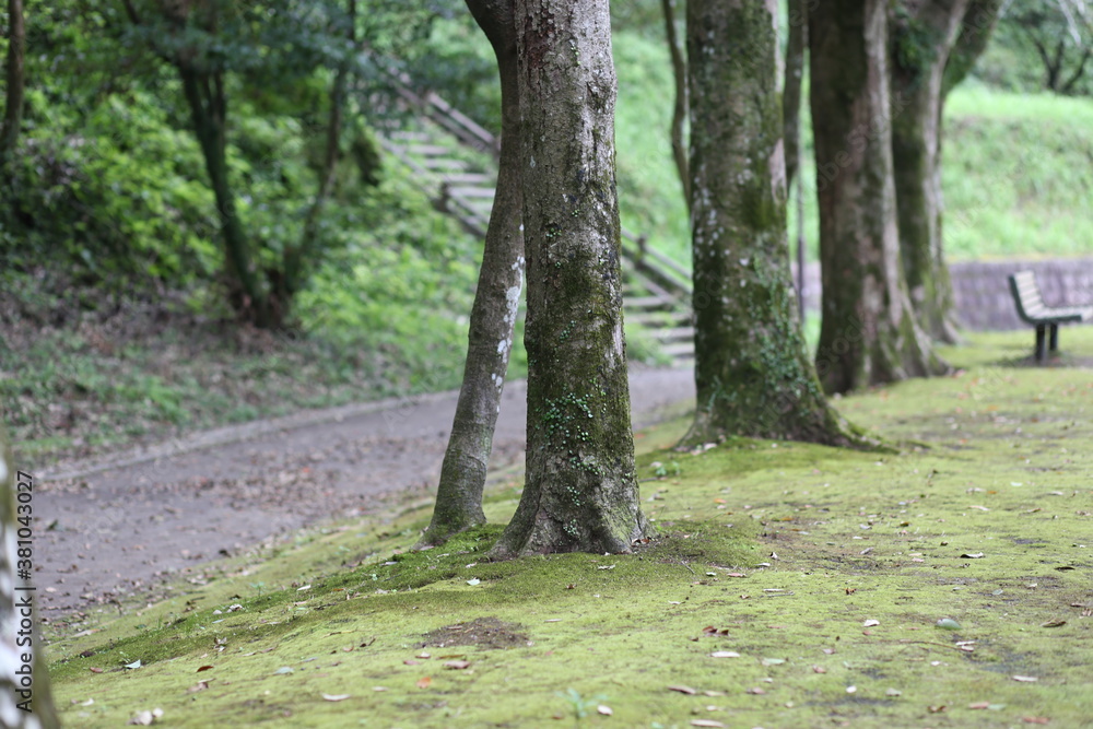 Fototapeta premium 森の公園