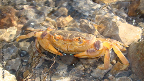 Crab. Close up of a crab Claw crab  - closeup Big crab in the water at the beach   nature   sea   river  beach  animal  animals  wildlife  wild nature