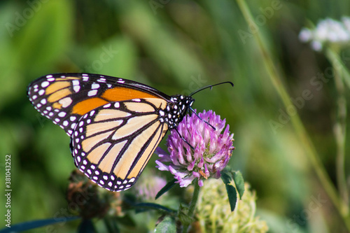 monarch butterfly on a clover flower