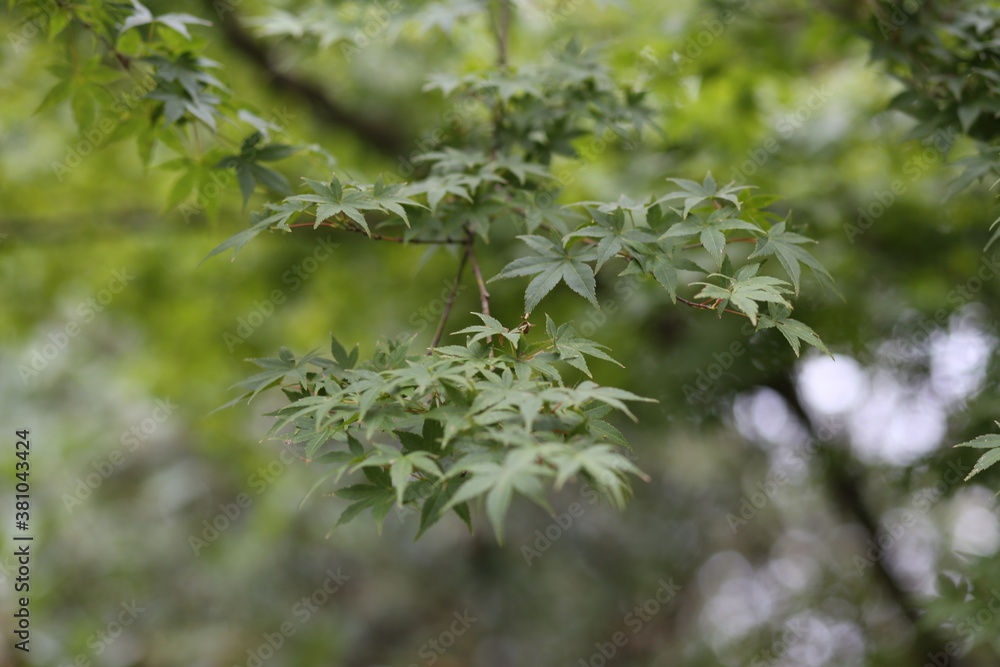 緑の紅葉 緑の紅葉
