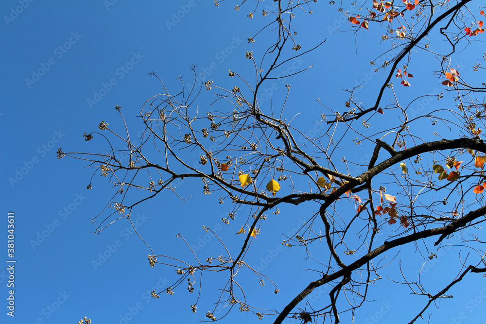 Blooming ginkgo leaves on branches during spring in Japan Blooming ginkgo leaves on branches during spring in Japan