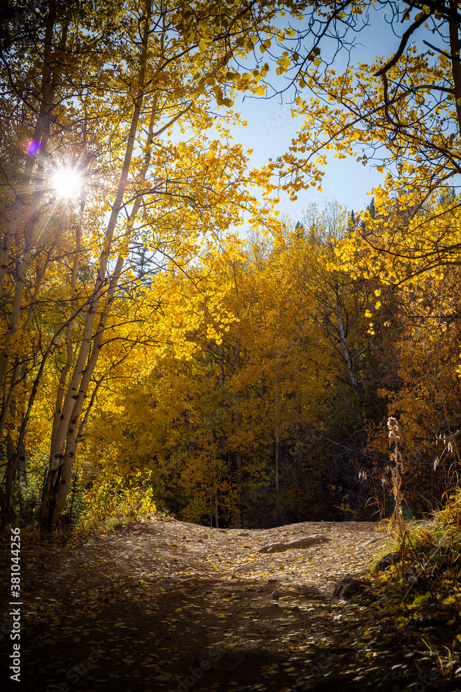 Obraz premium Aspens changing in the fall