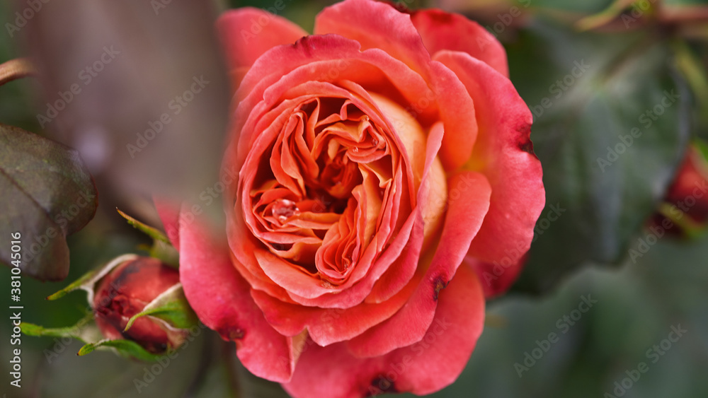 panoramic banner. beautiful coral rose close-up, soft focus panoramic banner. beautiful coral rose close-up, soft focus