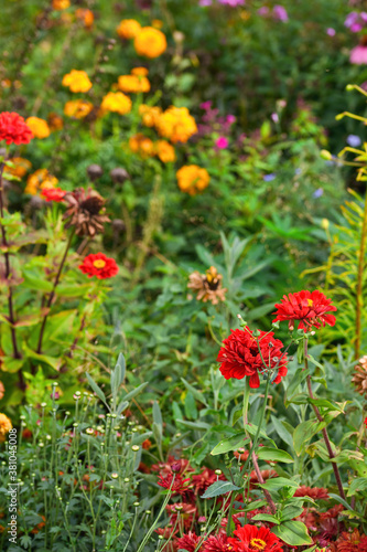 flowerbed overgrown with weeds in the garden. autumn flowers of bright orange and red flowers in the park