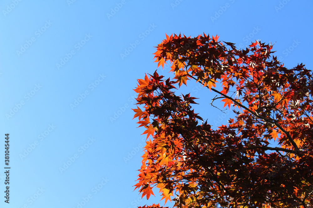 Red maple leaves on branches during spring