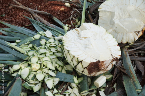 Pina for Tequila Production 