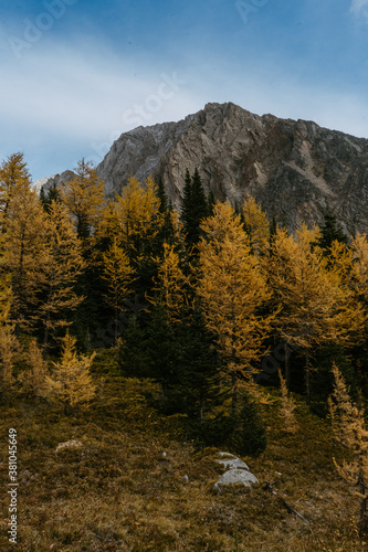 Adventurous hikers couple hiking Mount Arenthusa trail in Kananaskis Country, Alberta, Canada. Golden larches trees, seasonal landscape view. © Dajahof