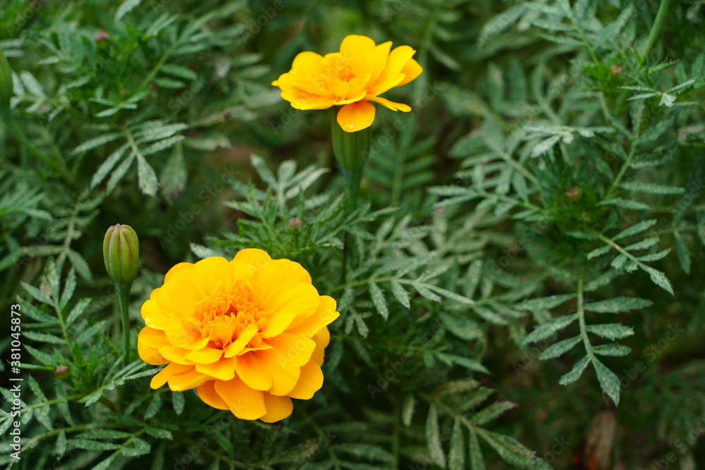 yellow flowers in the garden yellow flowers in the garden