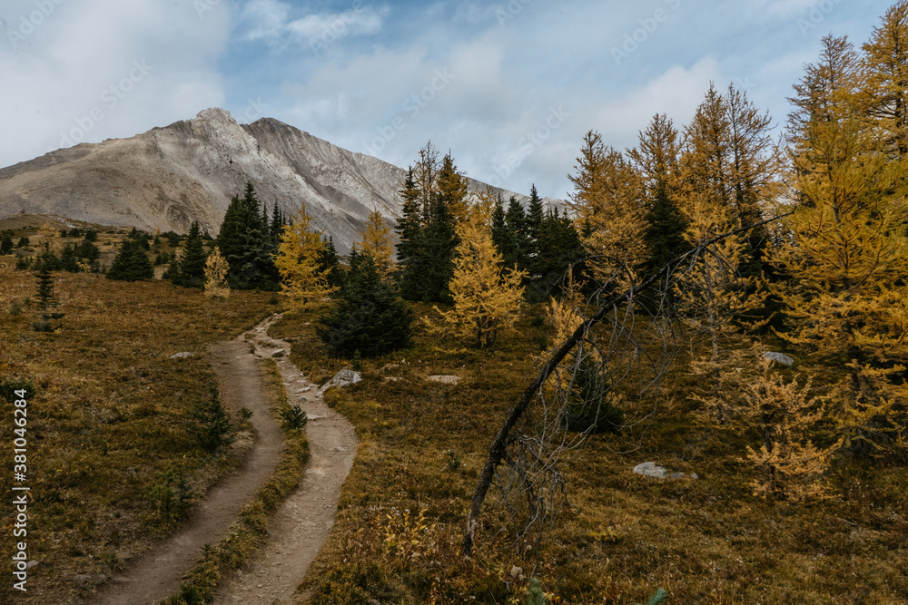 Adventurous hikers couple hiking Mount Arenthusa trail in Kananaskis Country, Alberta, Canada. Golden larches trees, seasonal landscape view.