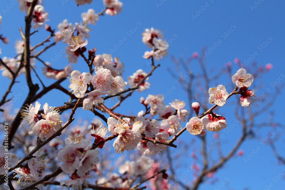 Blooming sakura or shidari ume flowers on branches Blooming sakura or shidari ume flowers on branches