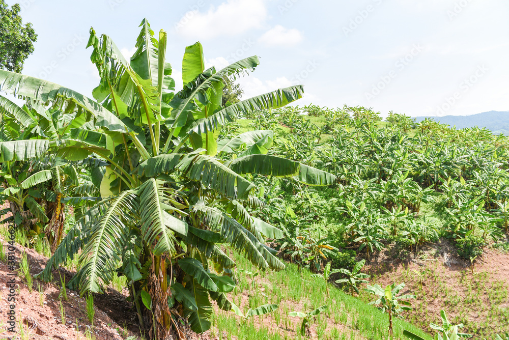 Banana tree in the garden banana plantation in the mountain agriculture Asia in Thailand /