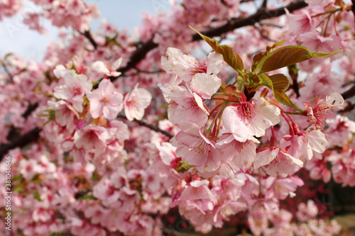 Branches full of sakura or shidari ume flowers