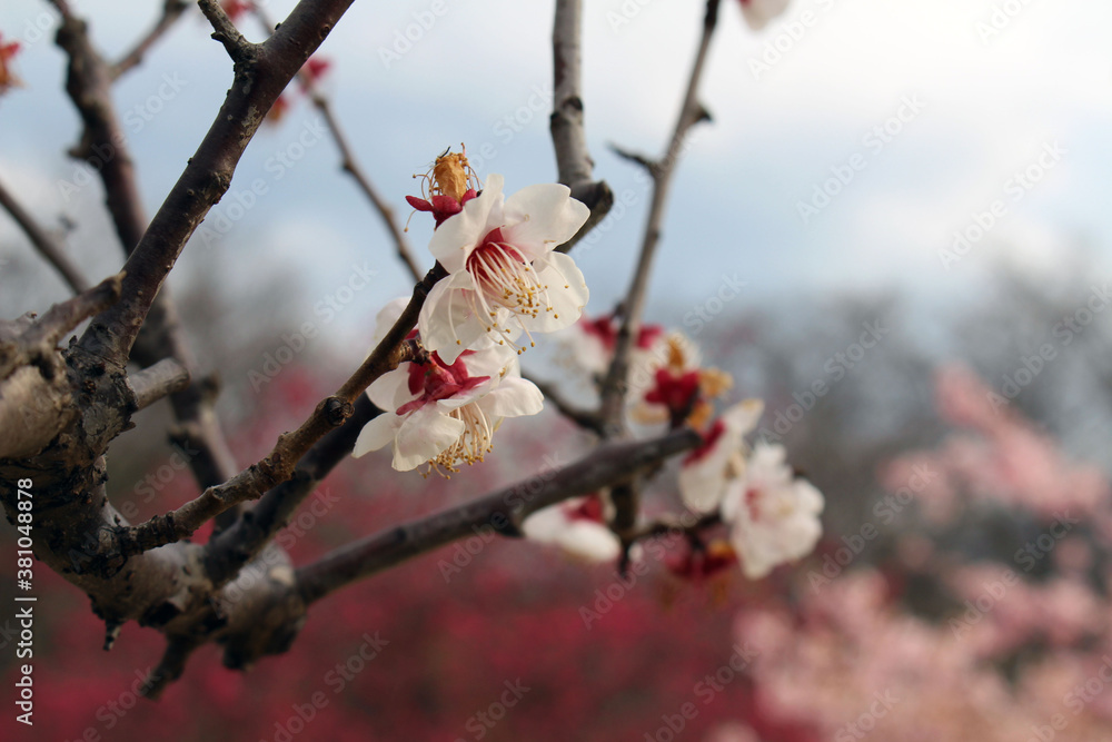 White sakura or shidari ume flowers on branch White sakura or shidari ume flowers on branch