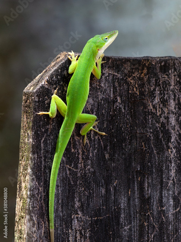 Bright green anole with long snout and tail is looking over the top of a dark brown wooden heavily textured fence against a grayish green blurred background.