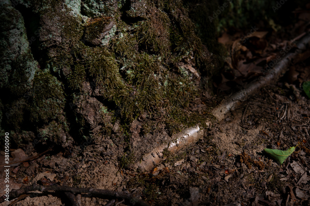 grass at the base of trees with bark in the green forest grass at the base of trees with bark in the green forest