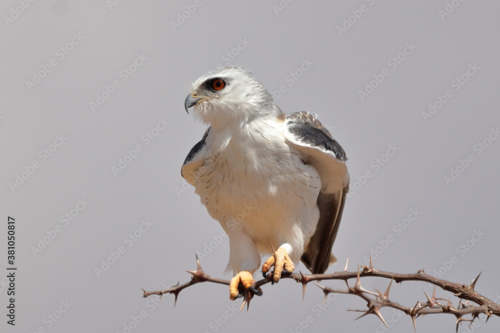 Black-shouldered Kite