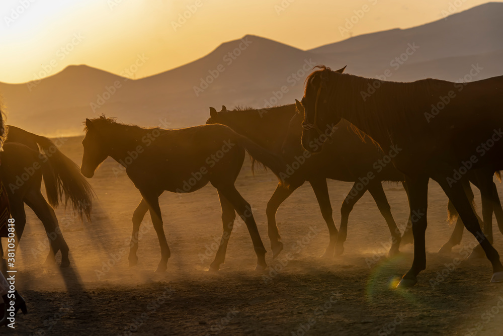 Western cowboy riding horses with dog in cloud of dust in the sunset Western cowboy riding horses with dog in cloud of dust in the sunset