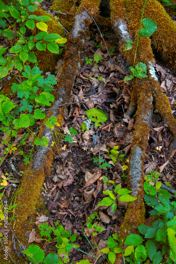 Obraz premium grass at the base of trees with bark in the green forest