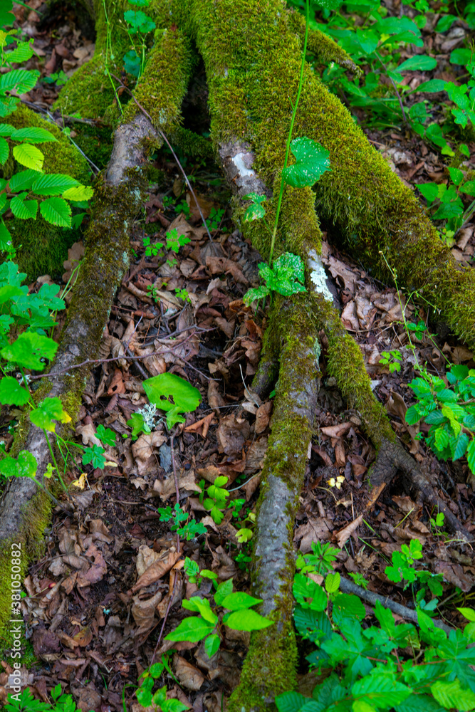 grass at the base of trees with bark in the green forest grass at the base of trees with bark in the green forest