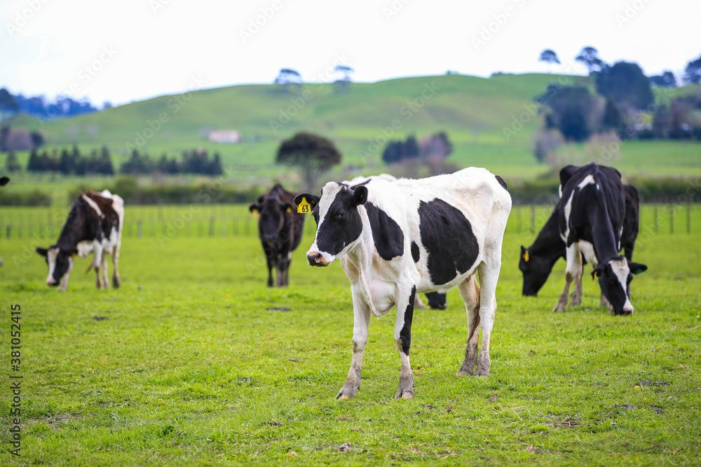 Cow in the pasture, North island, New Zealand
Cow in the pasture, North island, New Zealand