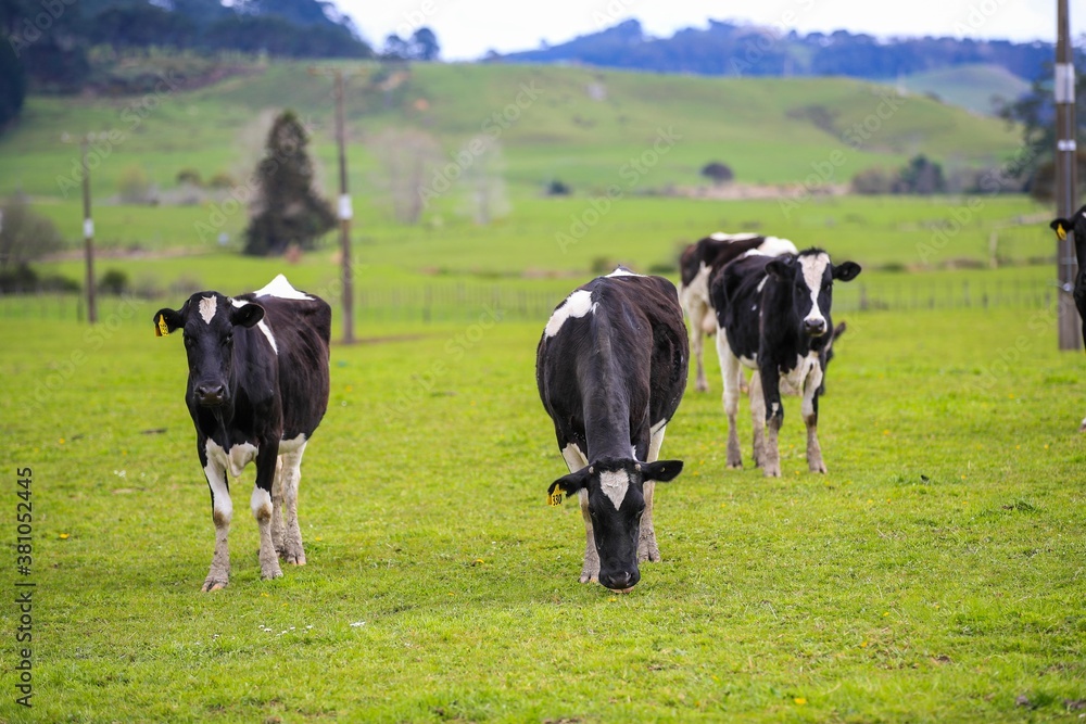 Cow in the pasture, North island, New Zealand
Cow in the pasture, North island, New Zealand