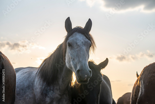 Western cowboy riding horses with dog in cloud of dust in the sunset