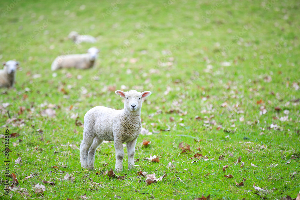 Fototapeta premium Sheep in the pasture, Wenderholm Regional Park, New Zealand 
