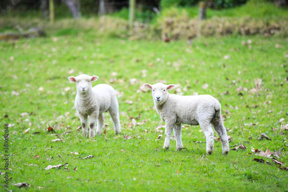 Sheep in the pasture, Wenderholm Regional Park, New Zealand
Sheep in the pasture, Wenderholm Regional Park, New Zealand