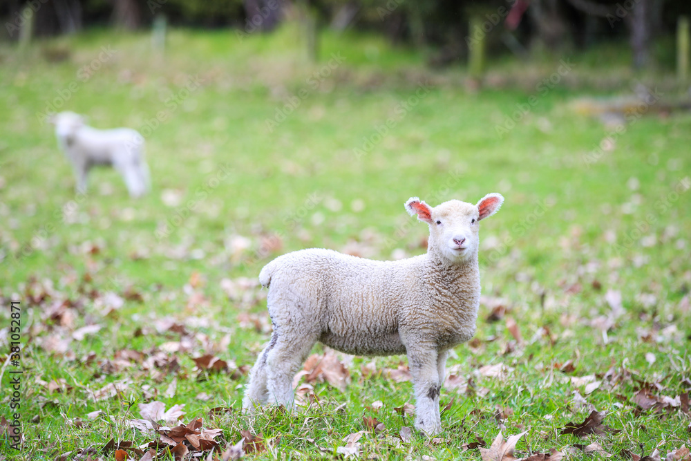 Sheep in the pasture, Wenderholm Regional Park, New Zealand
Sheep in the pasture, Wenderholm Regional Park, New Zealand